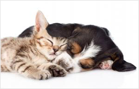 a kitten and a puppy curled up together sleeping